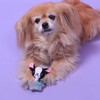 PET LONDON Chihuahua Character Tiny Dog Toy - Teacup Breed