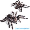 BOTICAKO BOTICAKO Realistic Fake Snake & Fake Spider, Prank Stuff