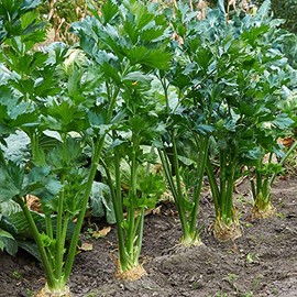 Celery Seeds - Tendercrisp - 4 Oz ~260,000 Seeds - Apium graveolens - Farm & Garden Vegetable Seeds - Non-GMO, Heirloom, Open Pollinated, Annual