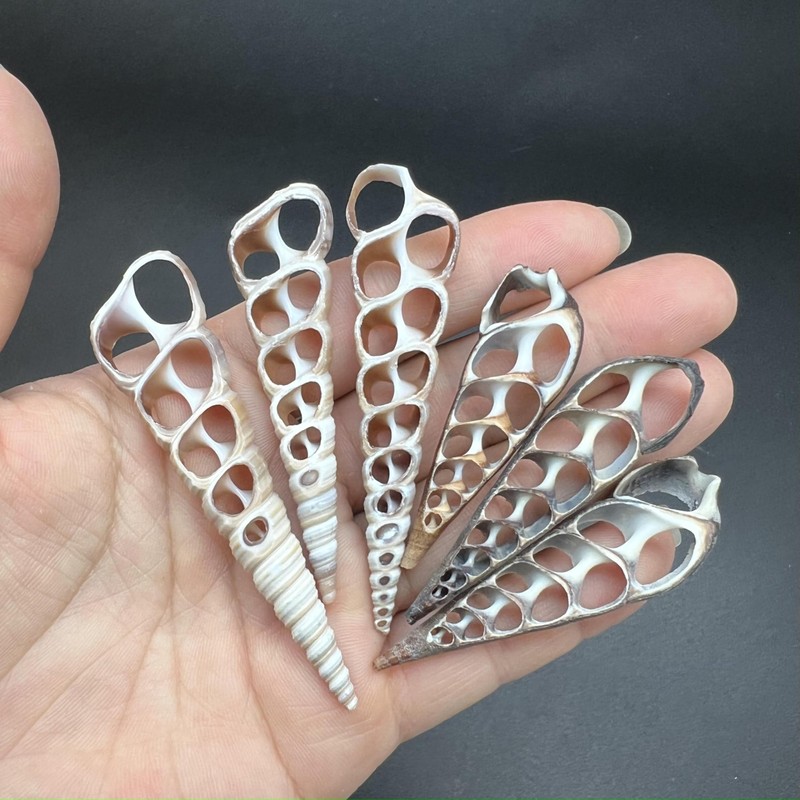 PEPPERLONELY 20 PC Center Cut Assorted Mixed Medium Sea Shells,