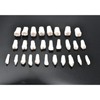 Angzhili 28Pcs Dental Removable Individual Teeth Piece,Tooth Preparation Practice Teaching