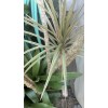 Gar-Zen Botanical Designs Madagascar Dragon Tree Silver TRI Color Popular