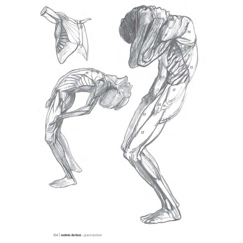 Morpho: Anatomie artistique