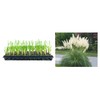 Pampas Grass Blue Bayou | 3 Live Plants | Cortaderia
