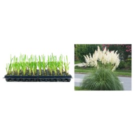 Pampas Grass Blue Bayou | 3 Live Plants | Cortaderia Selloana | Dwarf Low Maintenance Drought Tolerant Ornamental Grass