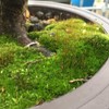 Moss Spores for Bonsai Trees - Covers Up to Three