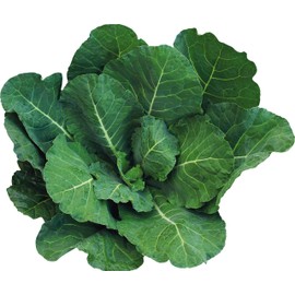 遠藤青汁　無添加国産ケール100％冷凍生タイプ　100ｇ×28袋セット