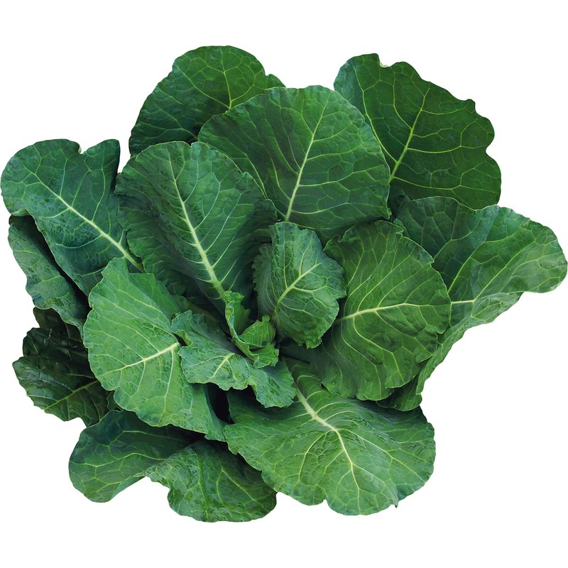 遠藤青汁　無添加国産ケール100％冷凍生タイプ　100ｇ×28袋セット