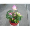 Plastic Artificial Lotus Flower with Black Square Procelain Pot