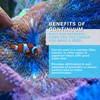 Continuum Aquatics Bact Rox Nitrazex – Small Porous Filtration Media