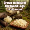 3.5Oz Dried White Snow Fungus Mushroom, Whole 100% Natural Snow