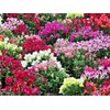 NIKA SEEDS - Seeds Flowers Snapdragon Dwarf Mix Annual -