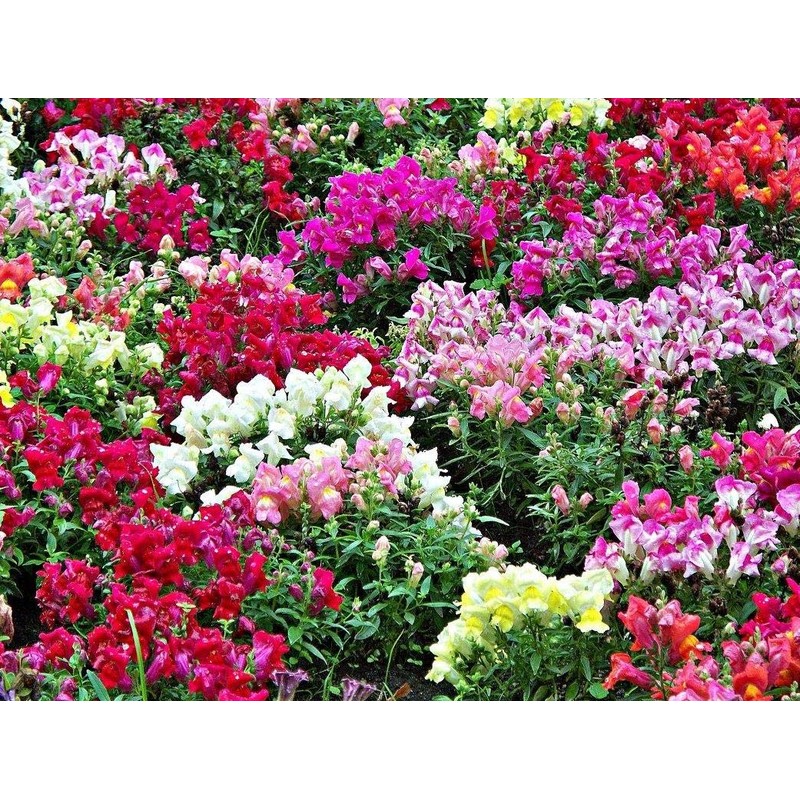 NIKA SEEDS - Seeds Flowers Snapdragon Dwarf Mix Annual -