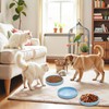 Silicone Dog Bowl Shallow Cat Food Bowls, 6 Inch Wide