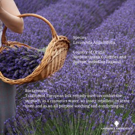 Amphora Aromatics Lavender Essential French Oil 10ml