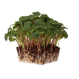 Nasturtium Seeds - Whirlybird Mix - 4 g Packet ~40 Seeds - Non-GMO Edible Flower Garden & Microgreens Seeds - Whirly Bird - Tropaeolum nanum - Grow Micro Greens