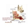 PETMED4LESS.COM EAR INFECTION CARE FOR PETS - OTITIS - kill