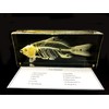 Real Fish Skeleton Specimen in Acrylic Block Paperweights Science Classroom