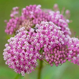 Outsidepride 500 Seeds Perennial Asclepias Incarnata Swamp Milkweed Flower Seeds for Planting