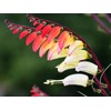 RAISE ME UP: Seeds Firecracker Vine Mina Lobata Quamoclit Annual