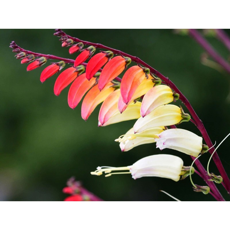 RAISE ME UP: Seeds Firecracker Vine Mina Lobata Quamoclit Annual
