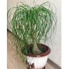 Seeds4planting - Seeds Ponytail Palm Bottle Perennial Tree