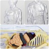 Children's Anatomy Model, 3D Skeleton Anatomy Model, Torso Anatomy Model,