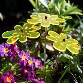 Cazador-del-sol Cazador-del-so