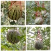 100 Pieces Melon Hammocks Melon Nets Bags, Reusable Cantaloupes Mesh