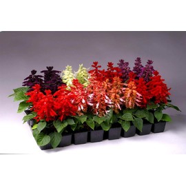 Sage Salvia Seed Mix 30+ Non-GMO Seeds for Planting Multicolor Flower Seeds