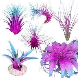 Colorful Tillandsia Air Plants, Live Air Plant, Air Purification Plants, Home Decor & Gift, Healthy Arrival Guarantee, Garden Airplant, Easy Care Plant, Rainbow #2 (6 Pack)