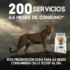 Aminoácidos Stormcheetah 1kg Suplemento Enpolvo 200servicios