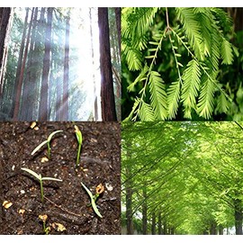 Big Pack - (1,000) Dawn Redwood Tree Seeds - Metasequoia glyptostroboides - by MySeeds.Co (Big Pack - Dawn Redwood)