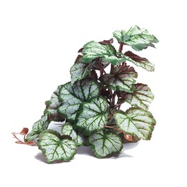 Woyrise Reptile Artificial Plants Terrarium Decor Type 0001-2, Amphibian Habitat Hideout Bearded Dragon Tank Decorations fit Crested Gecko Leopard Lizard Chameleon Ball Python Snake Frog