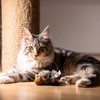 Vealind GiGwi Electronic Pet Toy for Dogs and Cats, Lifelike