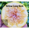 Tree Fig Tree Combo Pack Cold Weather 4 Varieties