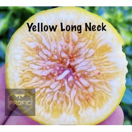 Tree Fig Tree Combo Pack Cold Weather  4 Varieties
