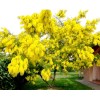 Seed-Top 100 Seeds Acacia Silver Wattle Yellow Mimosa Fresh
