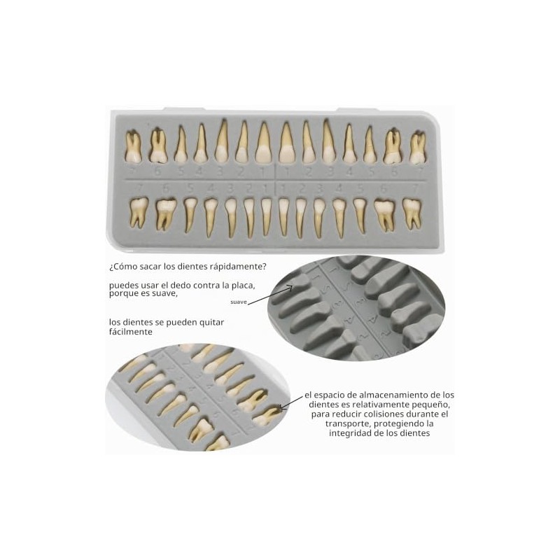 1 caja de dientes modelo dental modelo 28 piezas 1:1