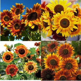Mother Nature's Seeds Sunflower LANDSCAPER'S PACK SUNSET MIX Tall Branching Autumn Colors 200 Seeds