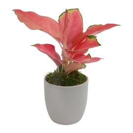 China Red Aglaonema Chinese Evergreen Live Plant Decor Planter, Exotic Plants Live Tropical Plants, Rare House Plants Indoors Live Plants Indoor Plants Live Houseplants Live Indoor by Plants for Pets
