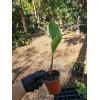 Parrot's Beak Heliconia psittacorum Live Plant Orange Rooted