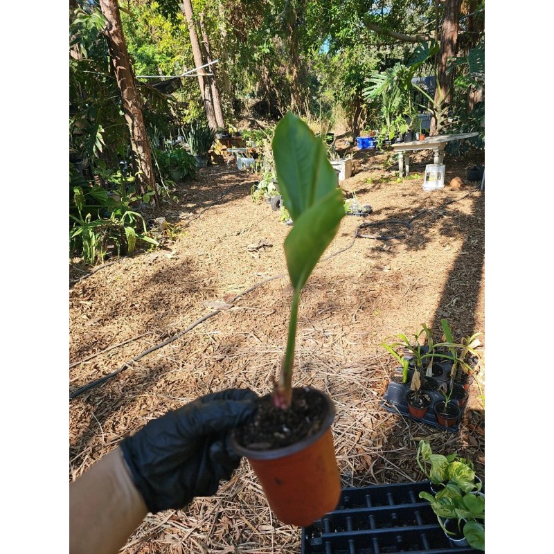 Parrot's Beak Heliconia psittacorum Live Plant Orange Rooted