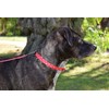 Paws and Pups Durable 6ft Nylon Dog Leash with Neoprene