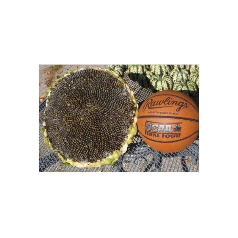 50+ Giant Mongolian Sunflower Seeds --- NON GMO -- HEIRLOOM