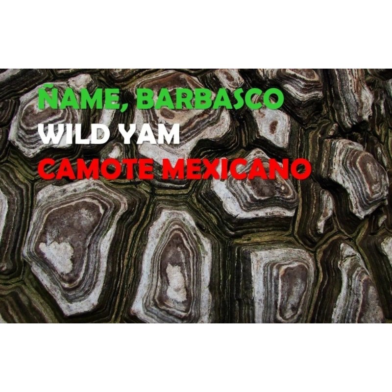 ame Silvestre Barbasco Wild Yam Camote 65 Cap Neutro
