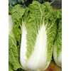 Cabbage Chinese Michihili Heirloom Vegetable by Seed Kingdom 2,000 Seeds