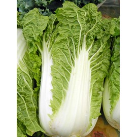 Cabbage Chinese Michihili Heirloom Vegetable by Seed Kingdom 2,000 Seeds