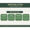 Unbranded Nuphar lutea | Yellow Water Lily | Bareroot |