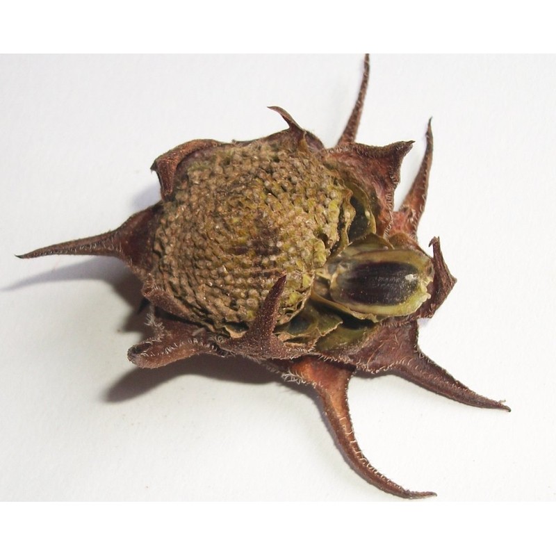 Compass Plant/Silphium laciniatum - 20 Seeds (Organically Grown)